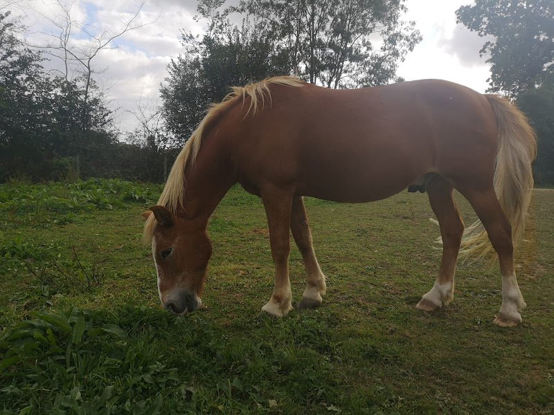 Les Écuries d'Orage - photo 2