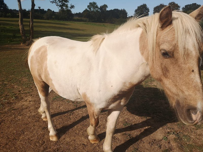 Les Écuries d'Orage - photo 3