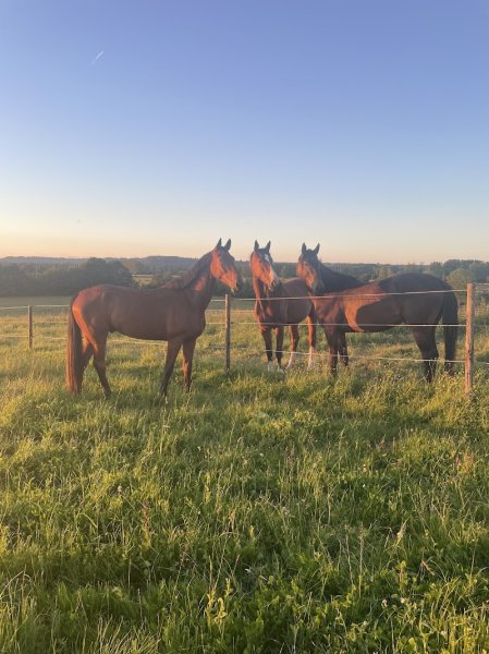Haras des Florelle - photo 1