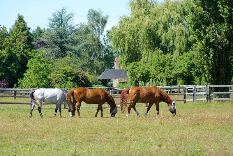 Haras du Levant - Pension chevaux - photo 1