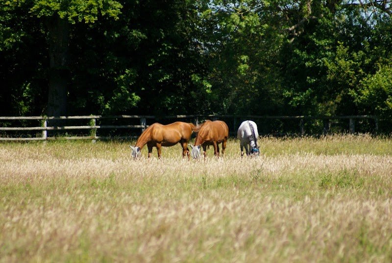 Haras du Levant - Pension chevaux - photo 2