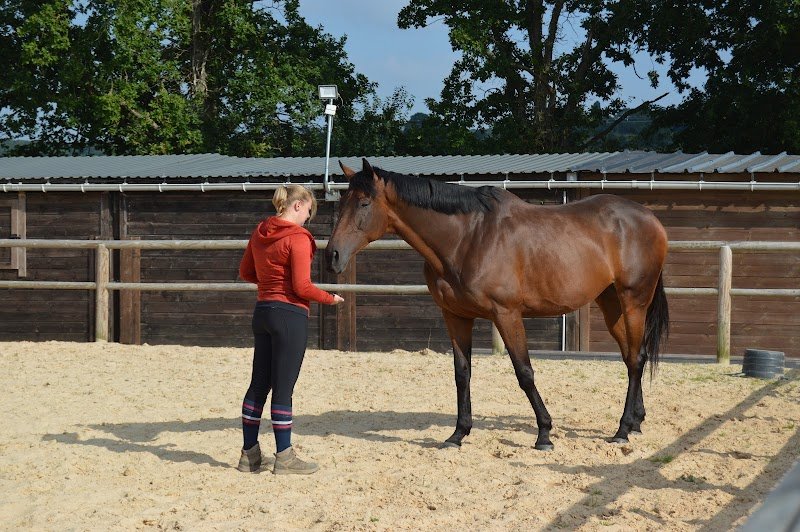 Perf’Forme Horse Academy - Écurie de Compétition / Concours - CSO Dressage - Calvados proche Lisieux - photo 1