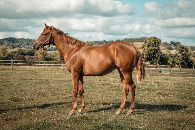 Haras de la Raigniere - photo 1