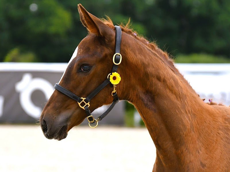 Haras de la Raigniere - photo 2