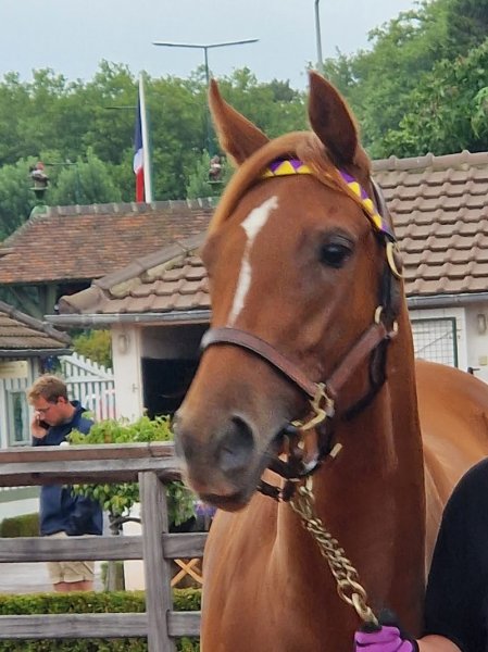 Haras de la Raigniere - photo 3