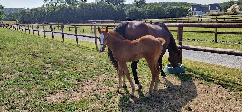 Ecurie de Timoline, "école" pour Pur-sang de course - photo 2