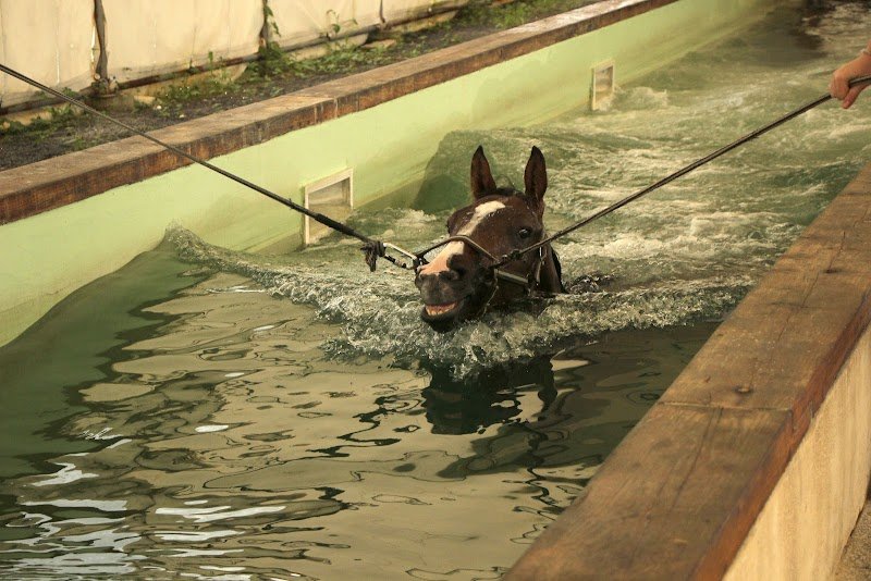 Ecurie de Timoline, "école" pour Pur-sang de course - photo 3