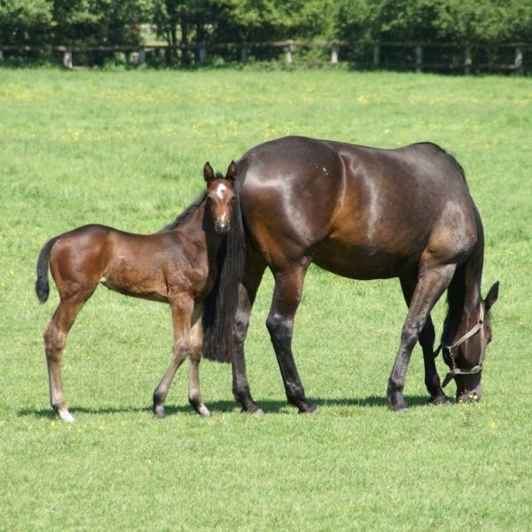Haras de la Barbotière - photo 1