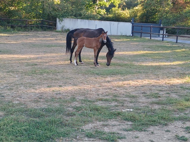 haras de valès - photo 1