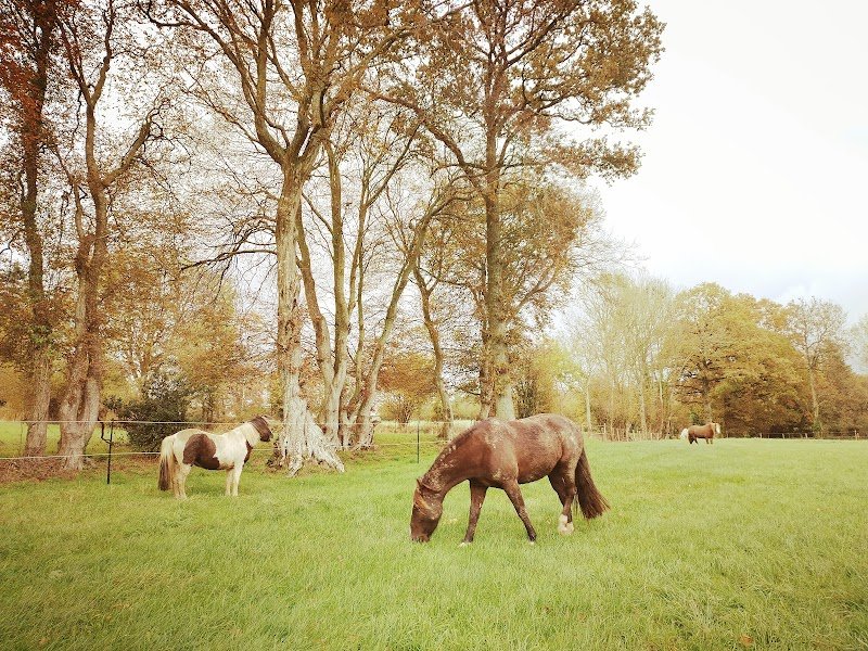 Espace Équestre Équi'Soins - photo 1