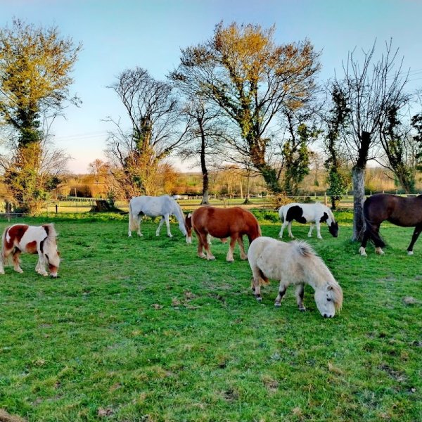 Espace Équestre Équi'Soins - photo 2