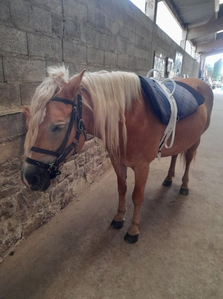 Les Ecuries de la Souleuvre