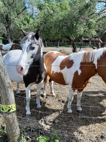 Les Poneys de Kathy - photo 1