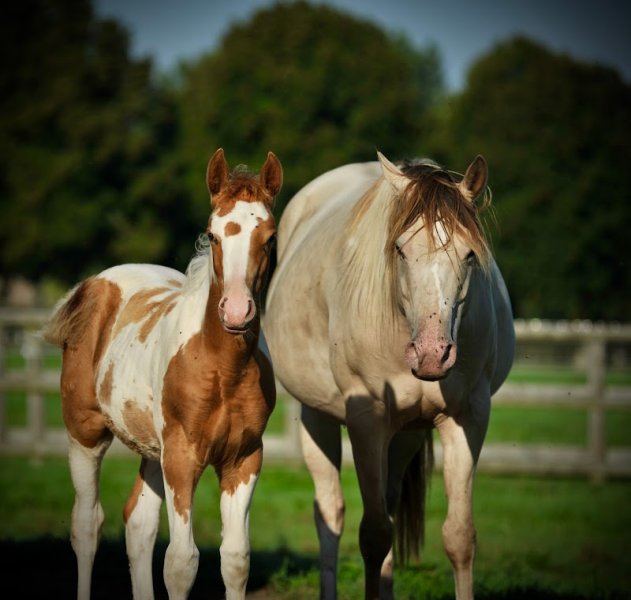 Haras des Sylves - photo 2