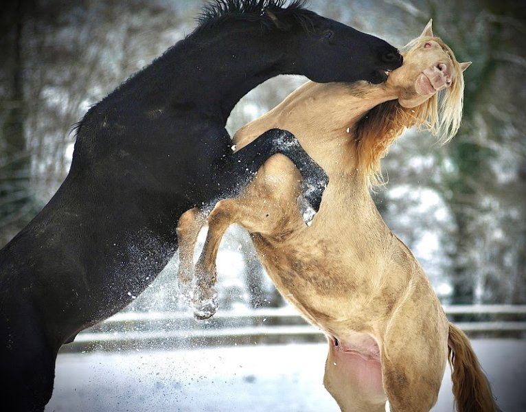 Haras des Sylves - photo 3