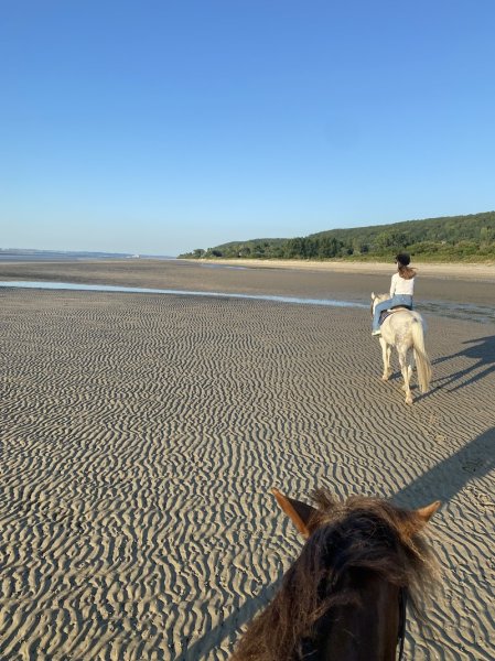 Haras des Monts Honfleur - photo 2