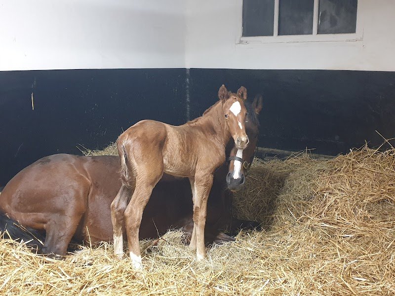 Haras de la Côte Fleurie - photo 1