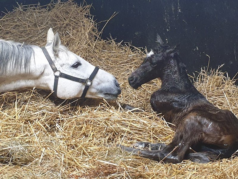 Haras de la Côte Fleurie - photo 3