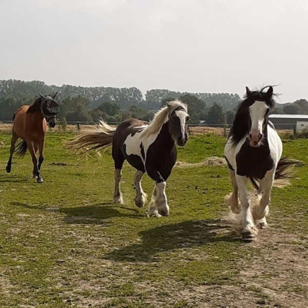 Ferme Equestre de la Fresnelle - photo 3
