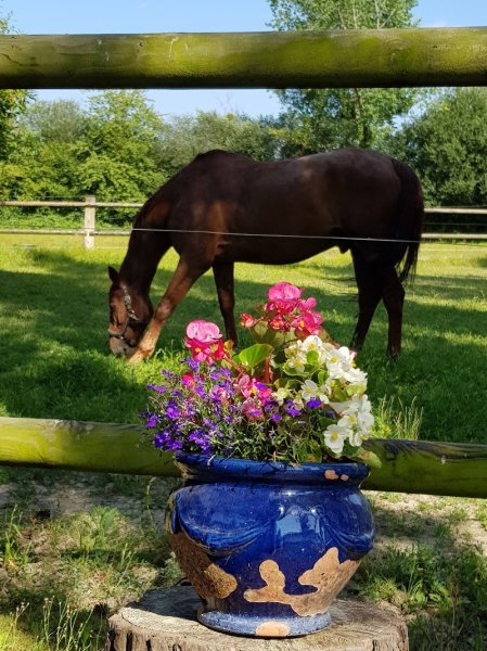 Ecurie Nilgirick Equitation