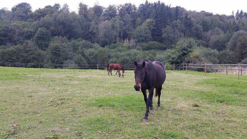 Haras de la Rillegatte