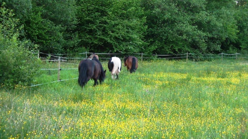 Haras de la Rillegatte - photo 3