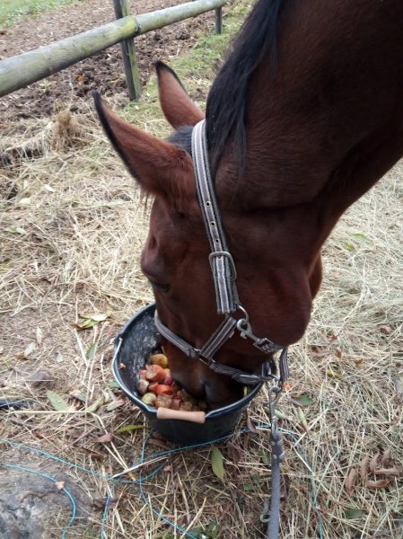Ecurie Qui Trotte Vie - photo 2