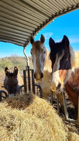 Ecurie Qui Trotte Vie - photo 3