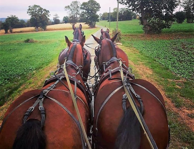 les écuries de la suisse normande - photo 2