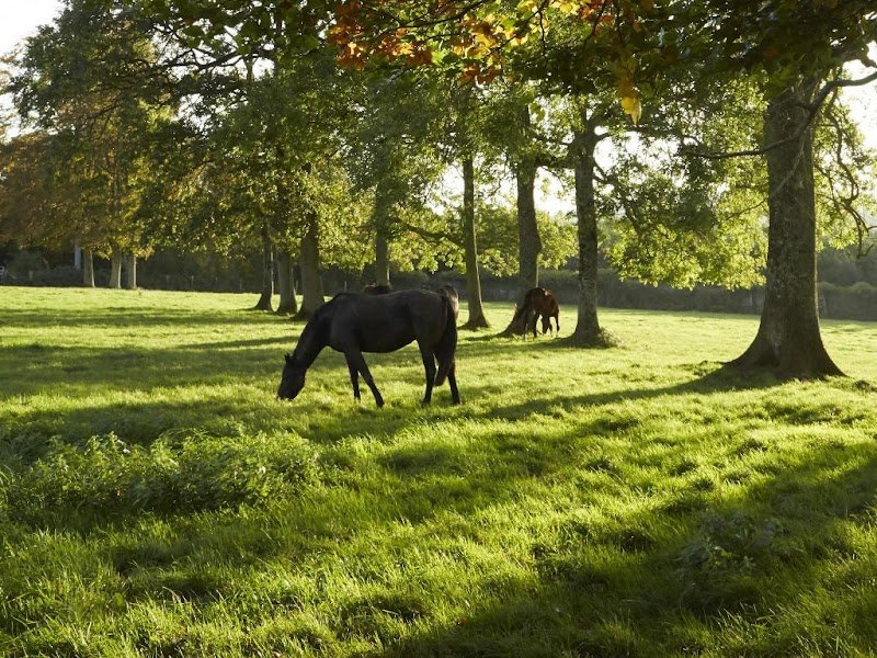 Haras de l'Etre - photo 2