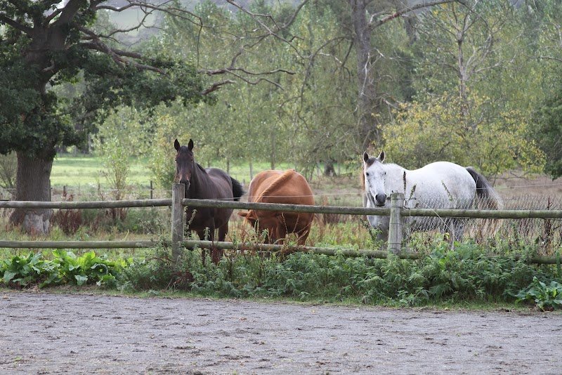 Ecurie de Langrie - photo 2