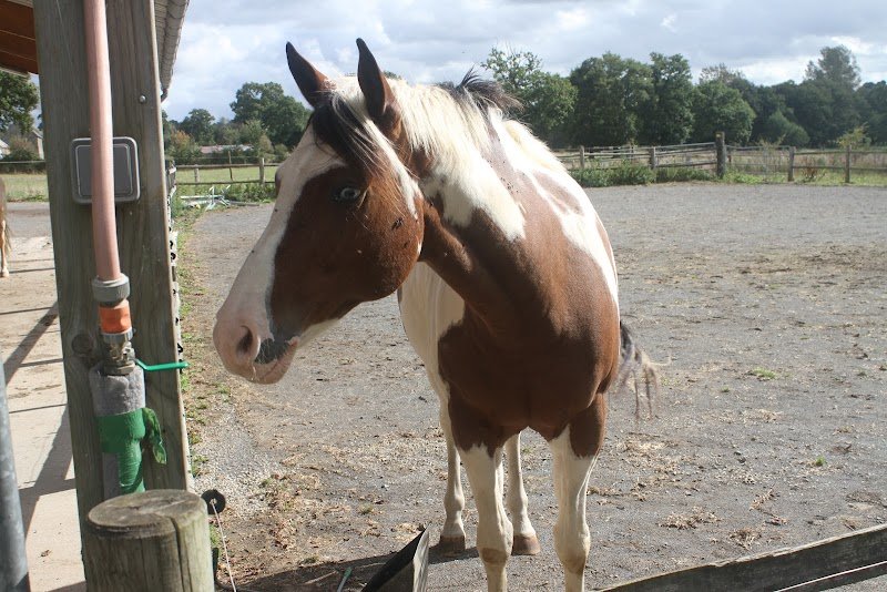 Ecurie de Langrie - photo 3