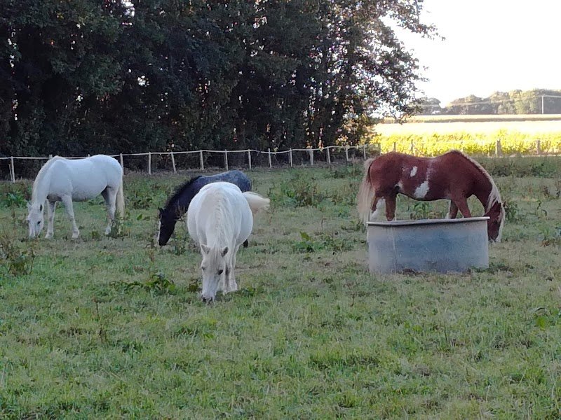 Ecuries du Littoral - photo 2