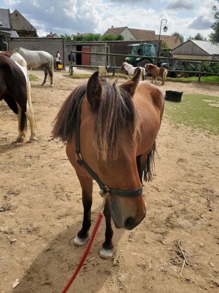 Parc équestre de Bernières - photo 2