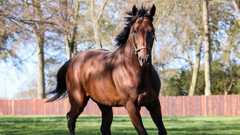 Écurie Stéphane Wattel - photo 1