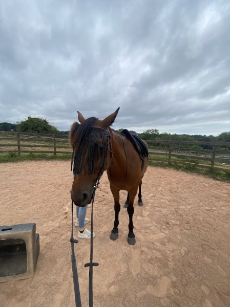 A 10 mn de Deauville Balade à cheval domaine de l'Atlas