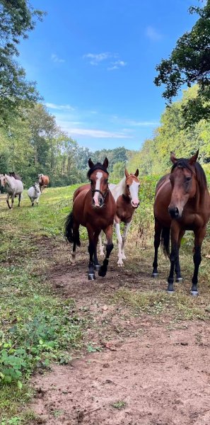 Le Domaine de Capucine en Normandie entre Deauville et Cabourg. Pension pour chevaux, centre équestre et ferme pédagogique.