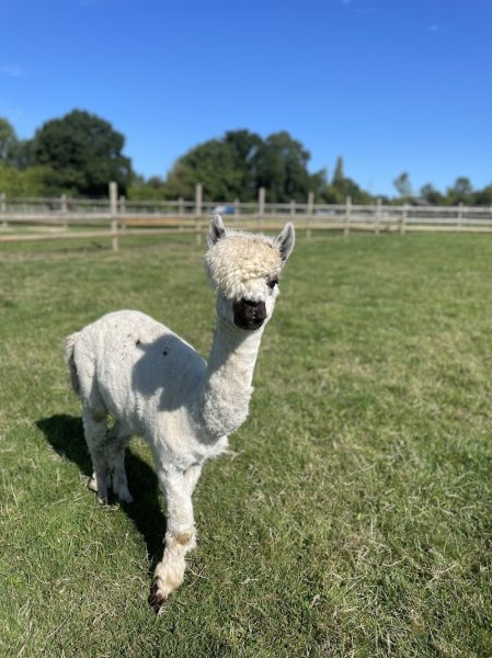 Le Domaine de Capucine en Normandie entre Deauville et Cabourg. Pension pour chevaux, centre équestre et ferme pédagogique. - photo 2