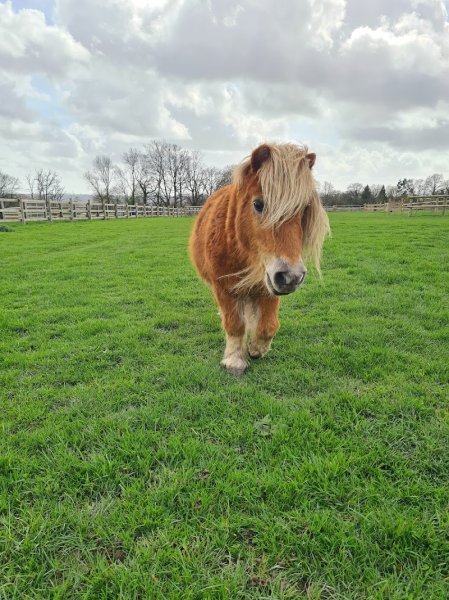 Le Domaine de Capucine en Normandie entre Deauville et Cabourg. Pension pour chevaux, centre équestre et ferme pédagogique. - photo 3