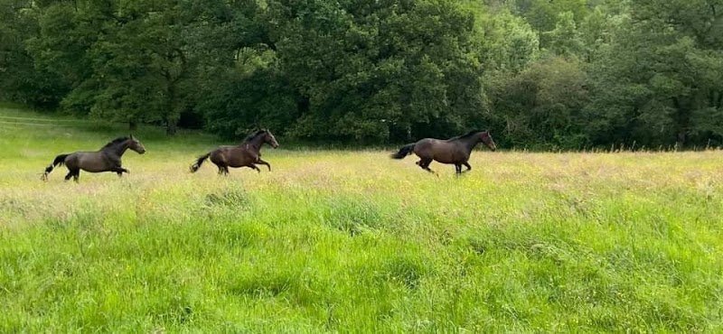 Les Écuries du Vloquier - photo 3