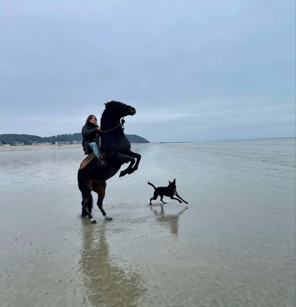 Les chevaux de la source