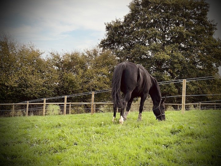 Les Écuries des Mil-Ours - photo 3