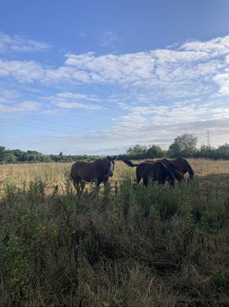 Ecurie / Elevage D'Atalia - photo 2
