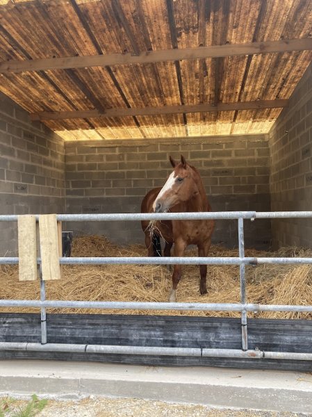 Ecurie / Elevage D'Atalia - photo 3