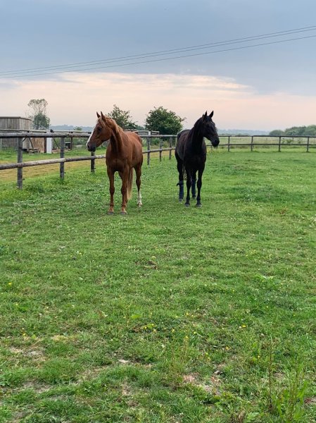 Écurie Marie Goetz - photo 1