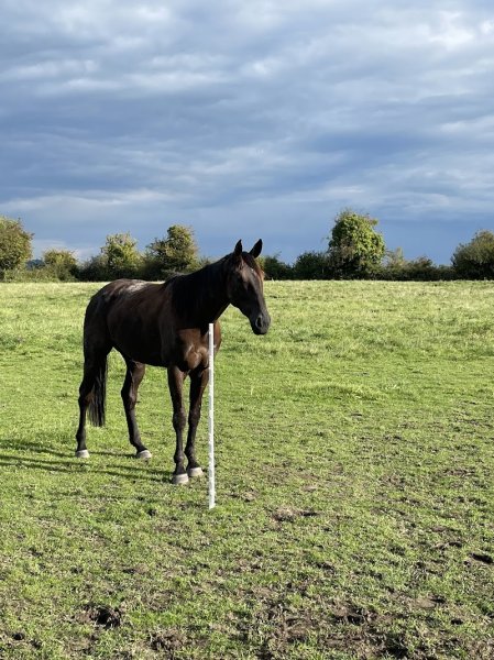 Écurie Marie Goetz - photo 3