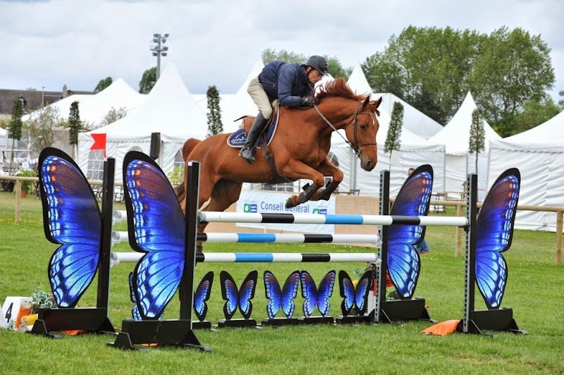 EI Sophie Delporte - Haras du Verron - Elevage de Chevaux et Poneys de sport Pensions pour tous chevaux - photo 3