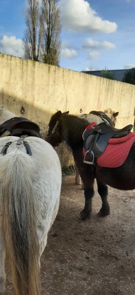 Centre équestre Mabille équitation - photo 1