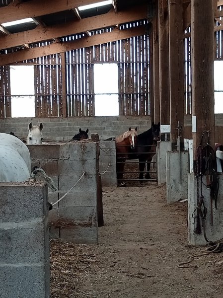 PONEY CLUB DES LOUVEAUX - photo 2