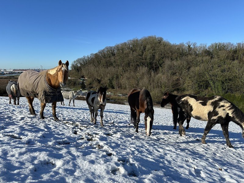 Écurie du Shey - photo 2